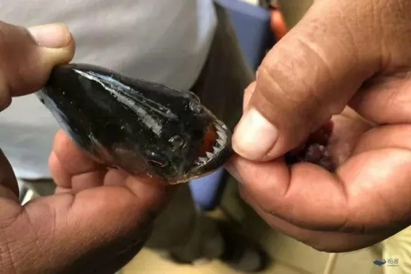 当小石头遇见鳗鱼，瞪大双眼的瞬间，是乒乓球的传承与热爱